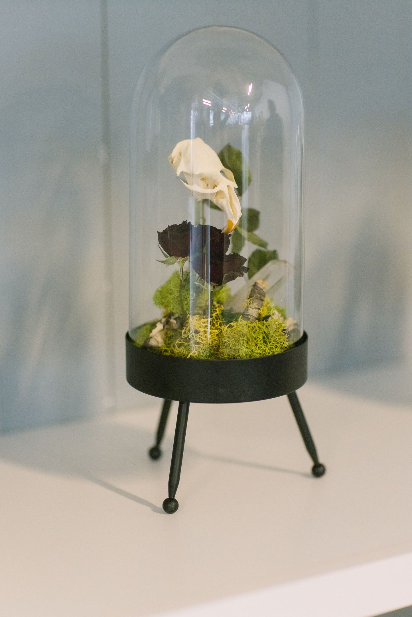 Curiosity Cloche