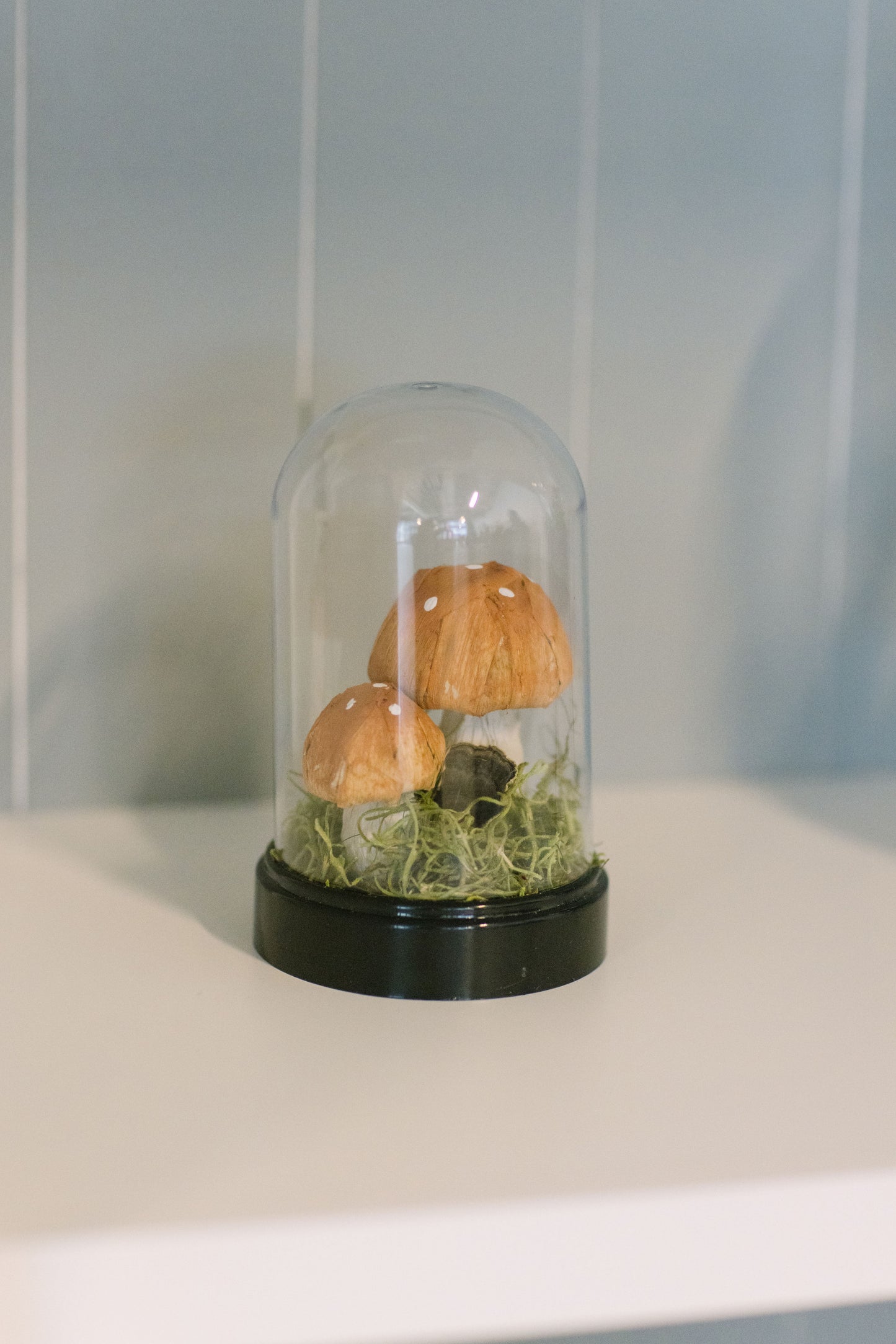 Curiosity Cloche