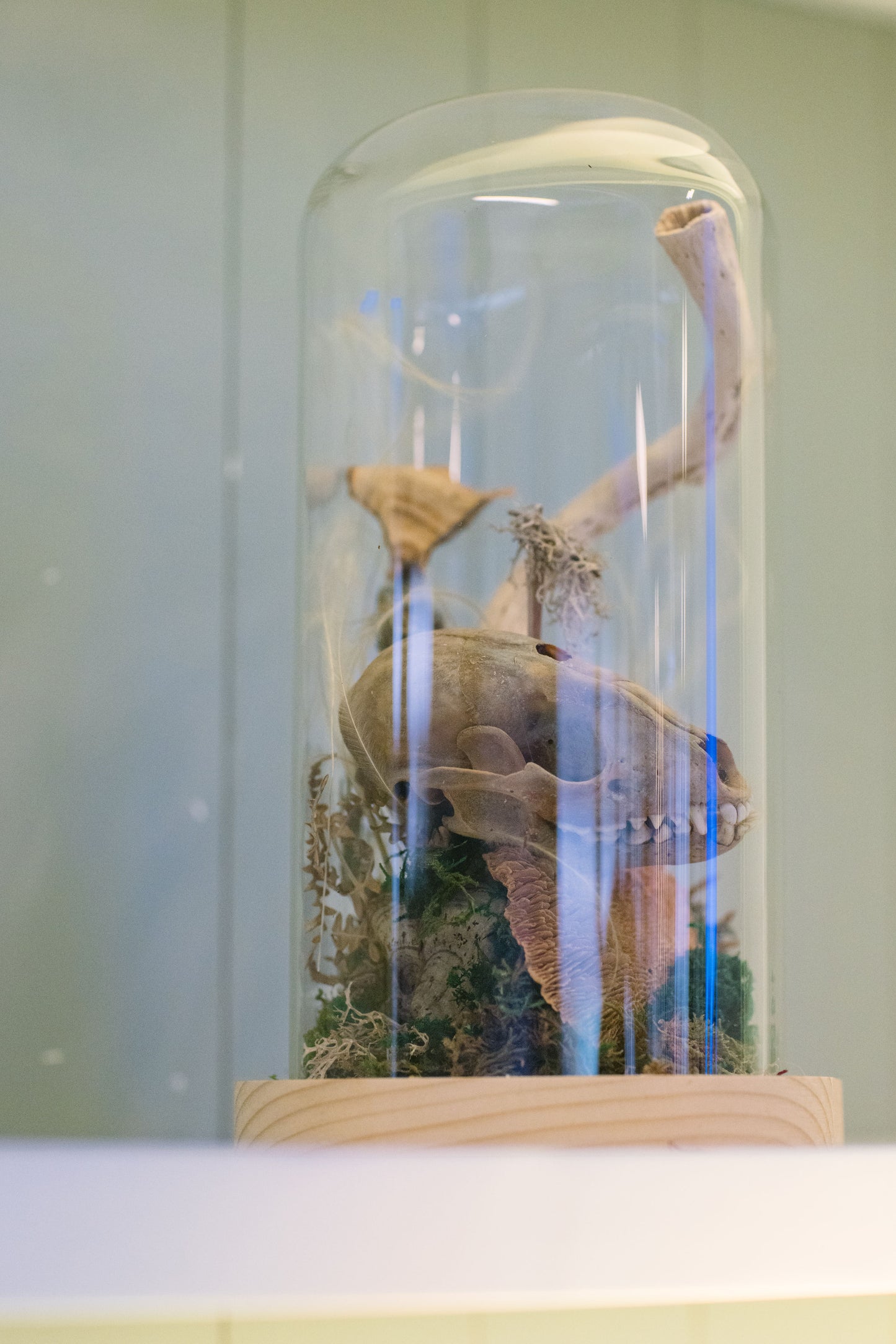 Curiosity Cloche