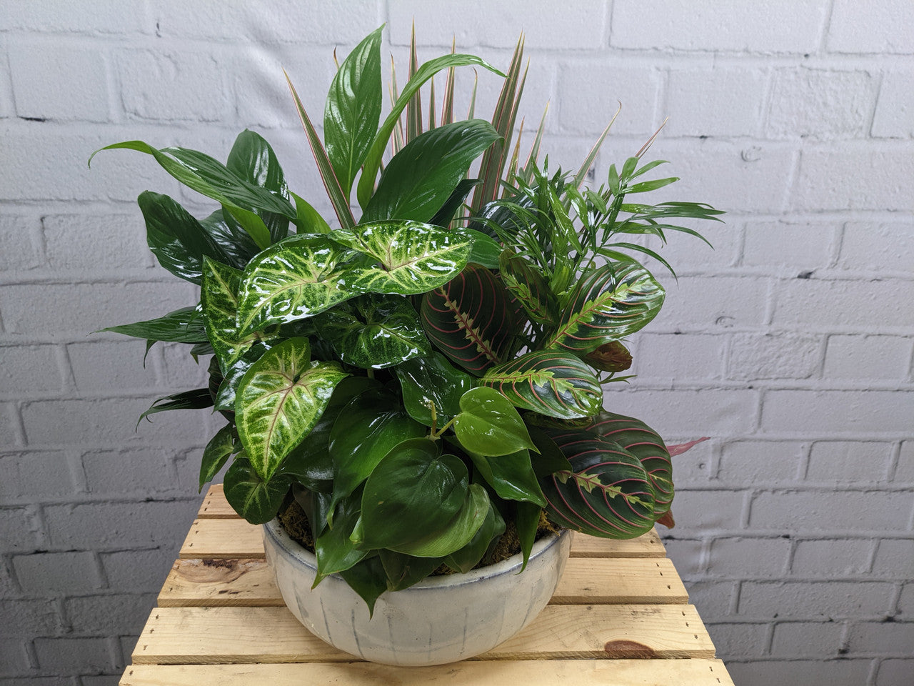 Indoor Plant Garden